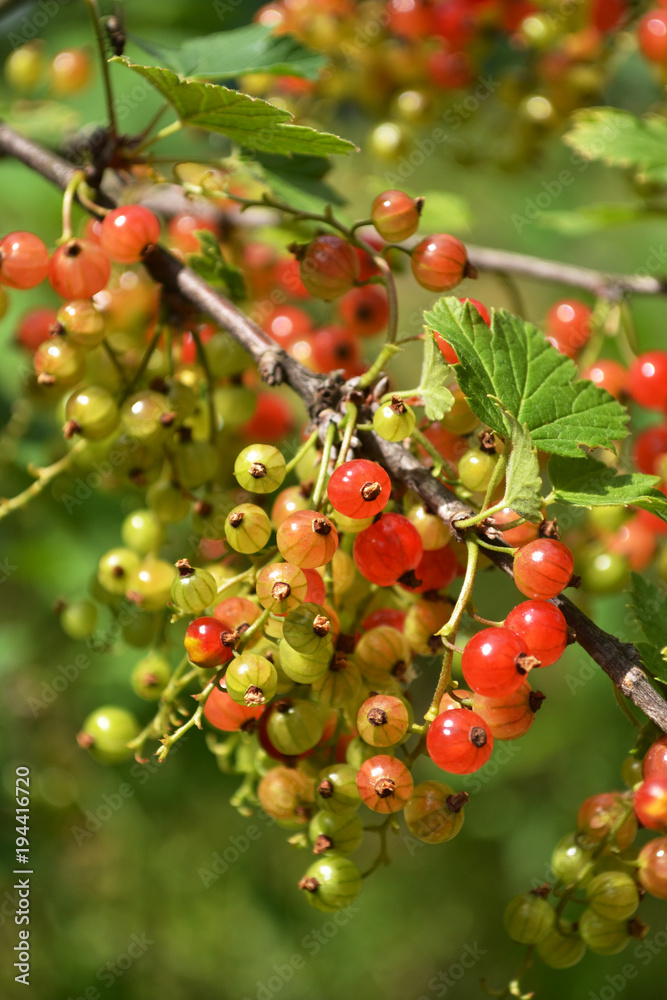 Fresh unripe red currant berries on the branch in the garden, summertime. Fruit background.