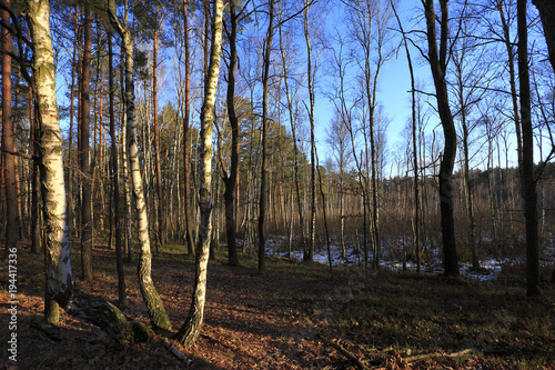 Thicket of trees and bushes of a natural forest in an early spring season