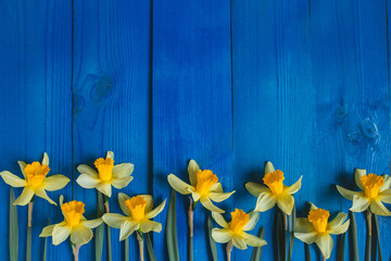 Foto auf Acrylglas Narzisse Gelbe Blumennarzissen auf blauem Holztisch. Schöne bunte Grußkarte für Muttertag, Geburtstag, 8. März. Ansicht von oben,  © Elena Kratovich
