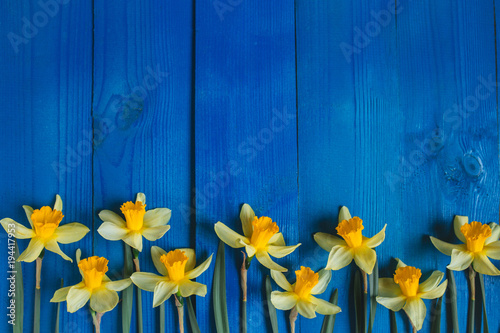 Obraz na plátne Yellow flowers daffodils on blue wooden table