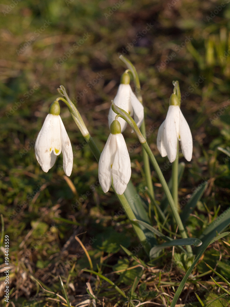 close up of white snow drop small flowers grass park close up of white snow drop small flowers grass park