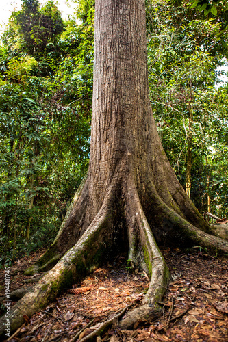 Sepilok Giant, the Oldest Tree of Sabah in the Sepilok Rainforest Discovery Centre on Borneo