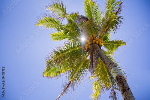 Palm Tree Sunny Maldives