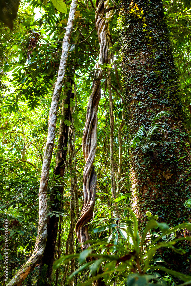 Rainforest Discovery Centre on Borneo, Sabah, Sepilok Rainforest Discovery Centre on Borneo, Sabah, Sepilok