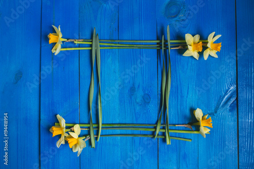Fototapeta Naklejka Na Ścianę i Meble -  Yellow flowers daffodils on blue wooden table. Beautiful Colorful Greeting Card for Mothers Day, Birthday, March 8. Top view,