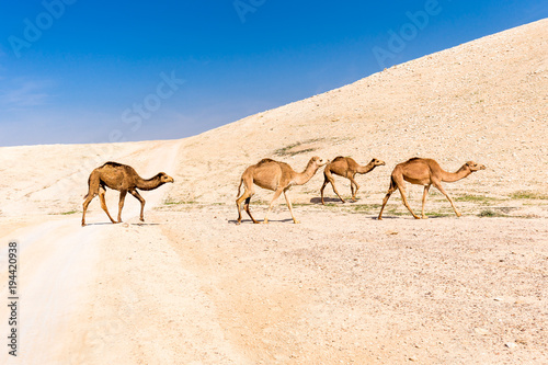 Four camels caravan crossing desert road pasturing, Dead sea, Israel.