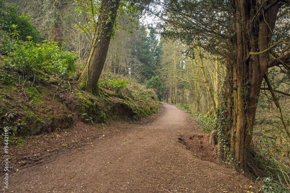 Fototapeta premium Pathway through the forest