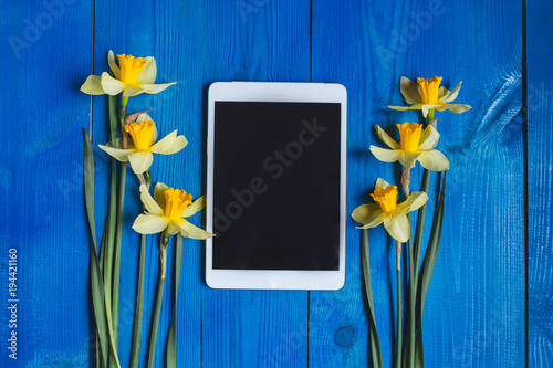 Fototapeta Naklejka Na Ścianę i Meble -  Bright yellow narcissus or daffodil flowers and tablet on blue wooden background. Place for text.