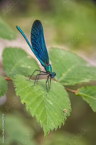 the blue dragonfly sits on a leaf on a meadow