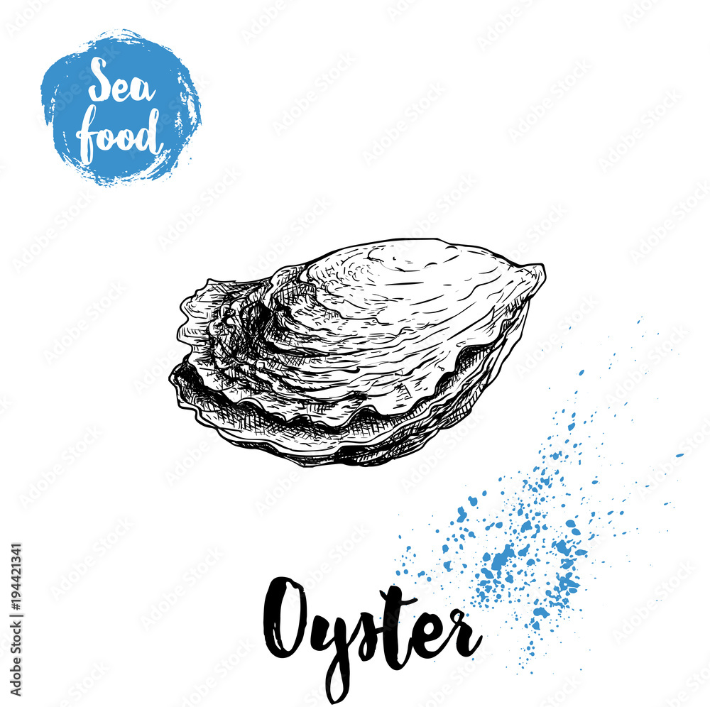 Closed Oyster Drawing