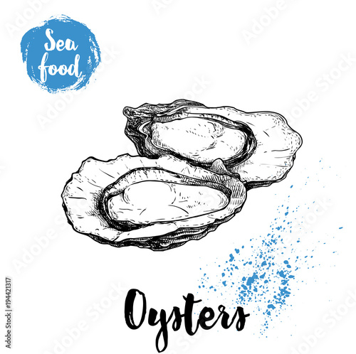 Hand drawn oysters composition. Seafood sketch style illustration. Fresh marine mollusks in opened shells.