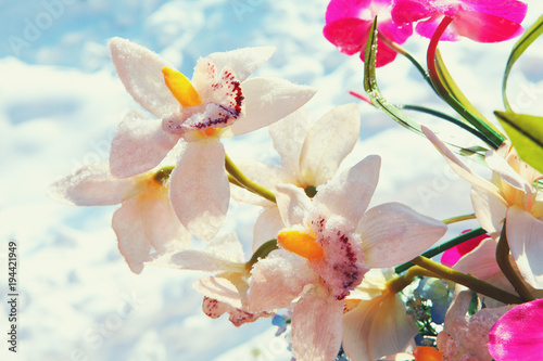 Frozen orchid flower winter season  © jonicartoon