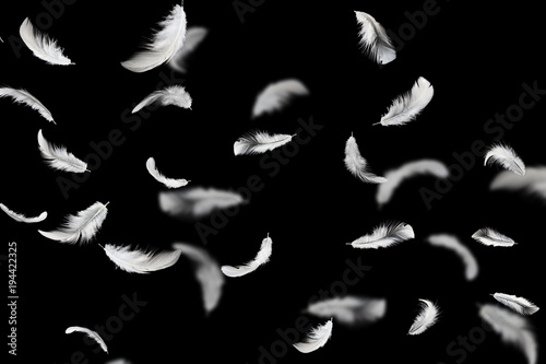 Abstract Soft White Fluffly Feathers Floating in The Air. Swan Feather on Black Background. 