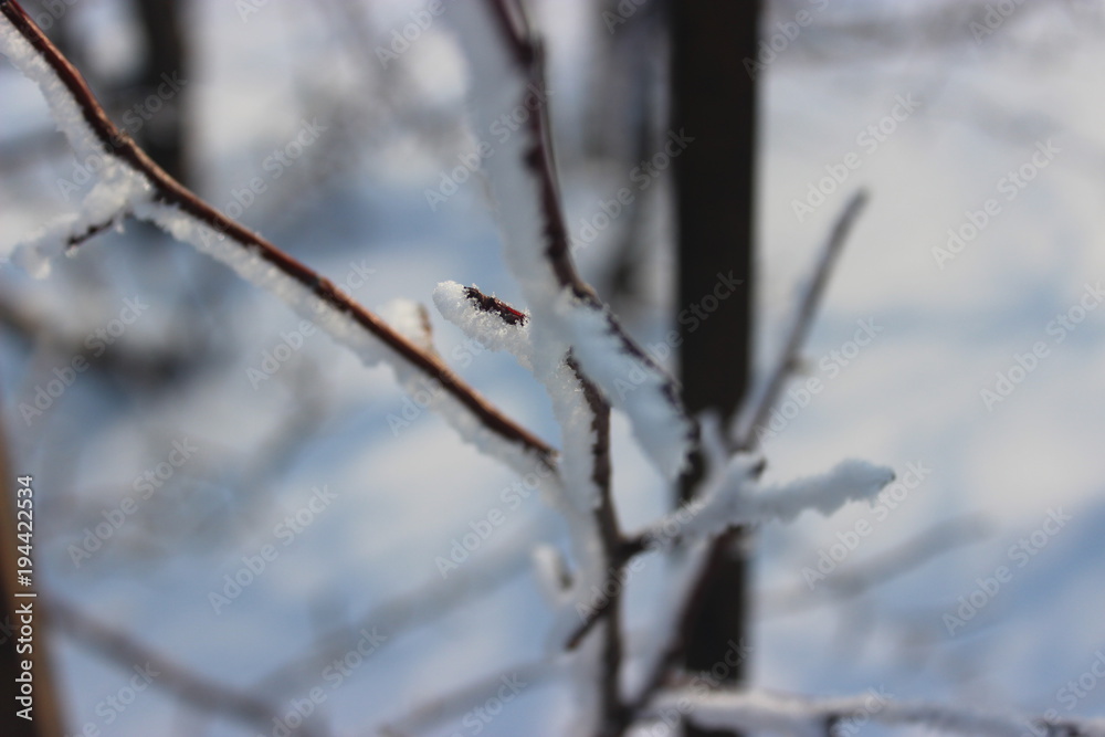 branch branch