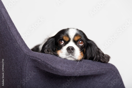 Fototapeta Naklejka Na Ścianę i Meble -  Dog leans head on the armchair