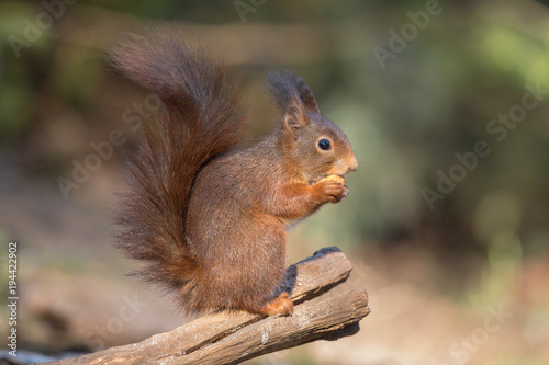 Eurasian Red Squirrel in natural setting