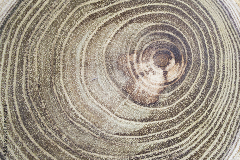 Cross section of the tree, decor element Cross section of the tree, decor element