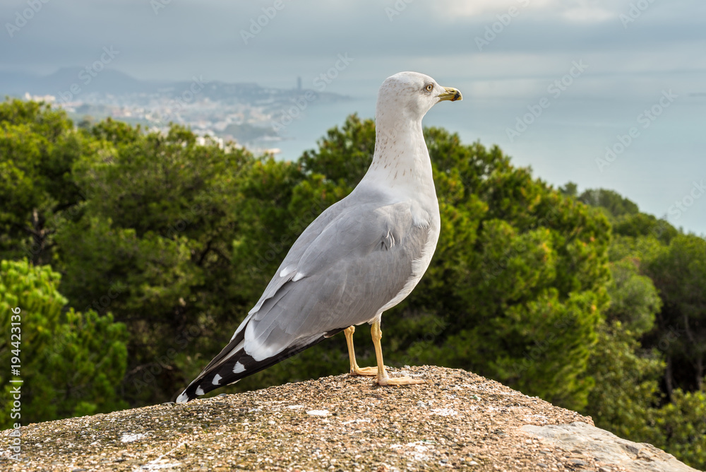 Seagull on the walls of the Alcazaba before the rain in Malaga, Spain Seagull on the walls of the Alcazaba before the rain in Malaga, Spain