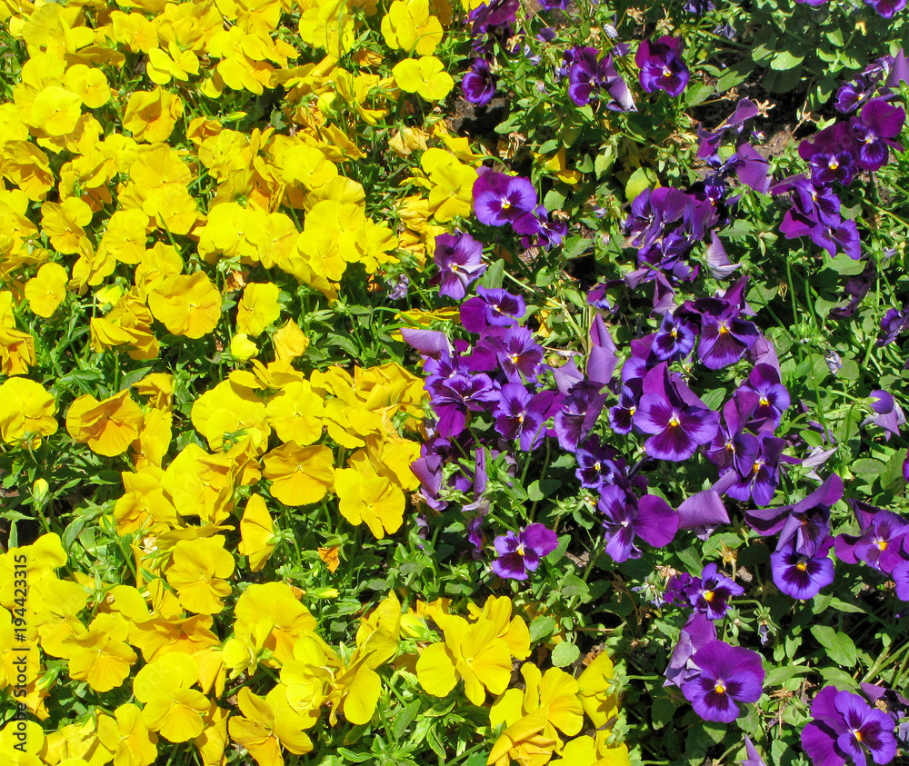 Yellow and violet pansies, flowerbed, isolated Yellow and violet pansies, flowerbed, isolated