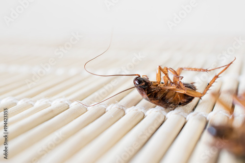 Cockroaches die on wooden boards.