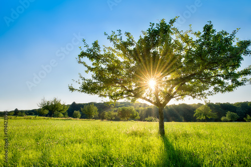 Einzelner Baum im Sonnenlicht auf einer grünen Wiese 