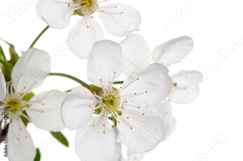 Spring Cherry Tree Flowers on White