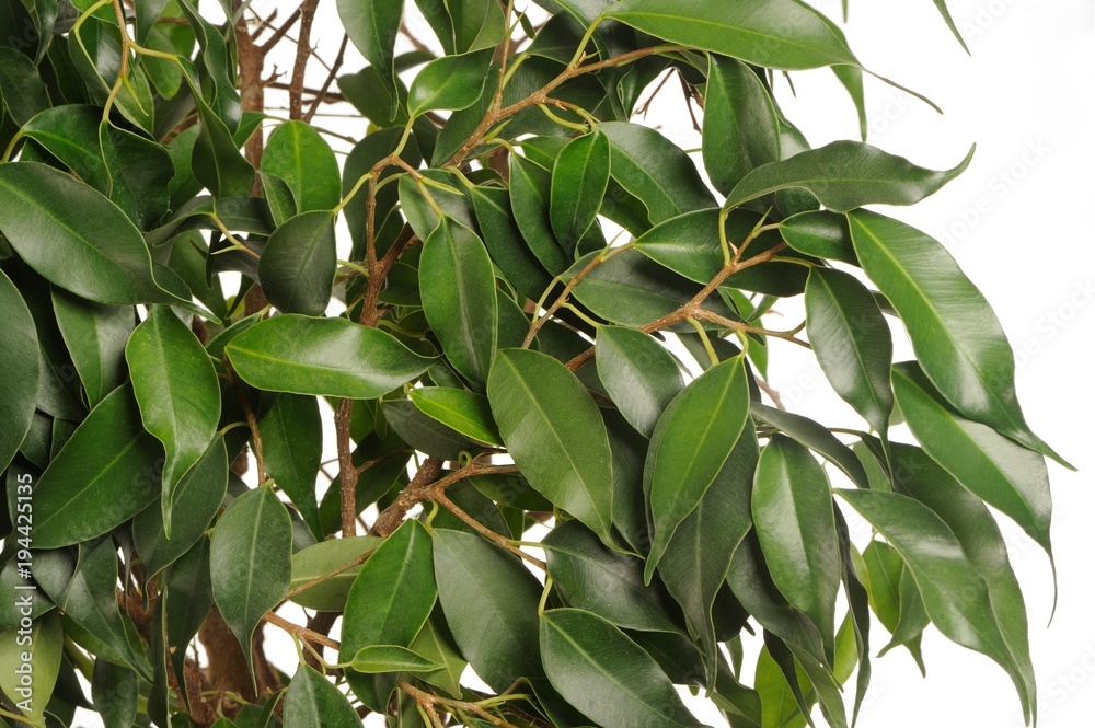 Weeping Fig (Ficus Benjamina) Leaves Weeping Fig (Ficus Benjamina) Leaves