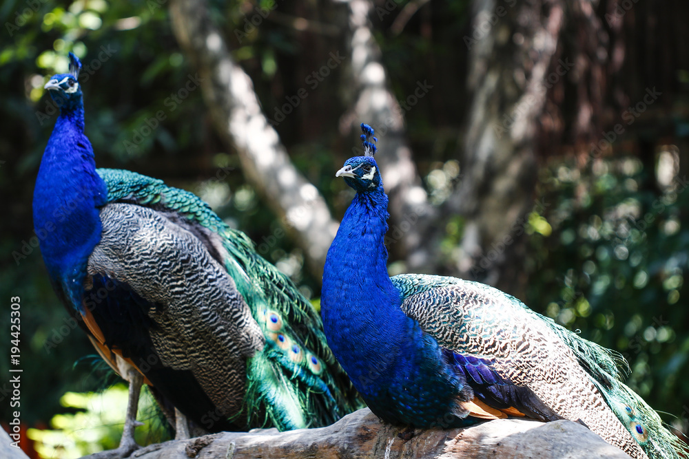 Fototapeta premium Peacock feeding in the zoo