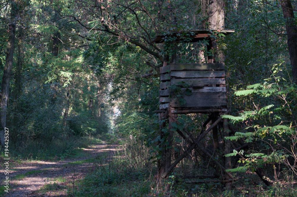 Wooden structure point for observing the animal life, in the forest Wooden structure point for observing the animal life, in the forest