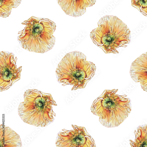 Seamless floral pattern with yellow poppies on white. Spring flowers. Botanical natural background drawn by hand with colored pencil.