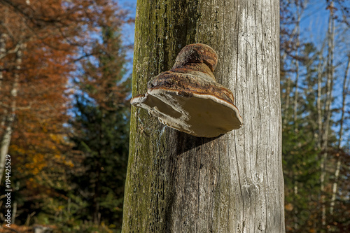 Kranker Baum mit Zunderschwamm, Hametschwandgebiet, Nidwalden, Schweiz photo