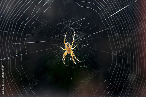 Spinne mit Spinnennetz, Schweiz © tauav