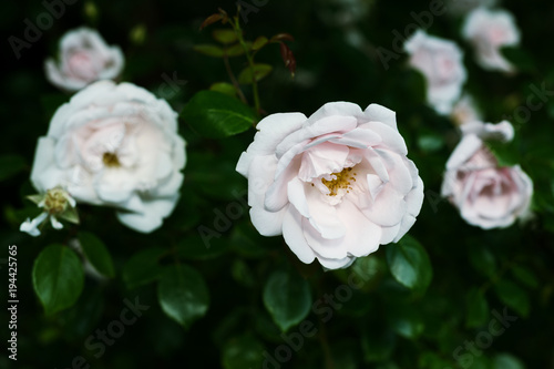 Flower of a rose blooms in the garden