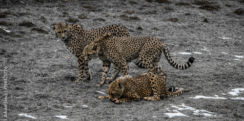 Group of cheetahs in captivity at an Austrian zoo in winter. One cat is feeding while the other two look on