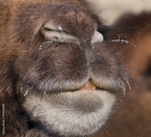 the muzzle of a Bactrian camel