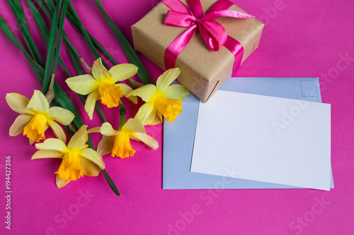 Bright yellow narcissus or daffodil flowers and greeting card and gift on pink background.