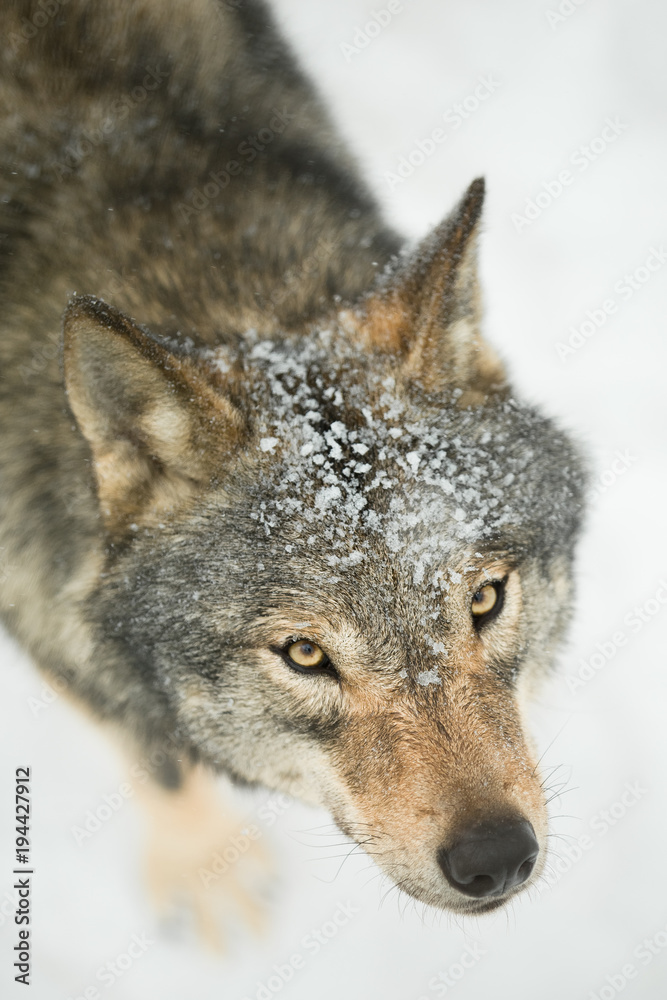 Fototapeta premium gray wolf