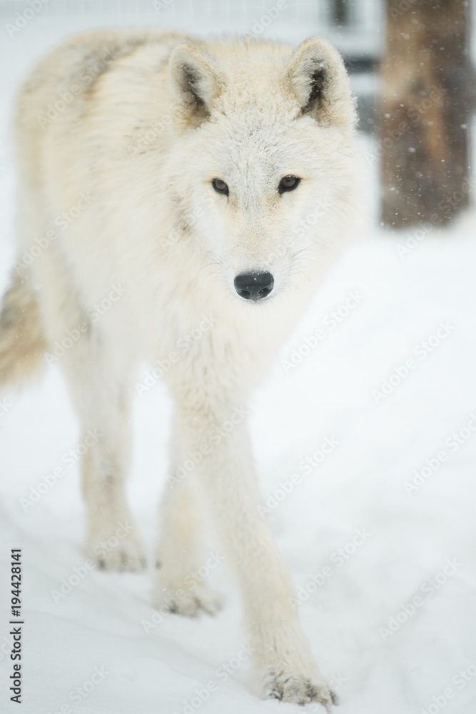 Naklejka premium White wolf, arctic wolf