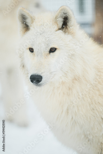 Arctic wolf  white wolf