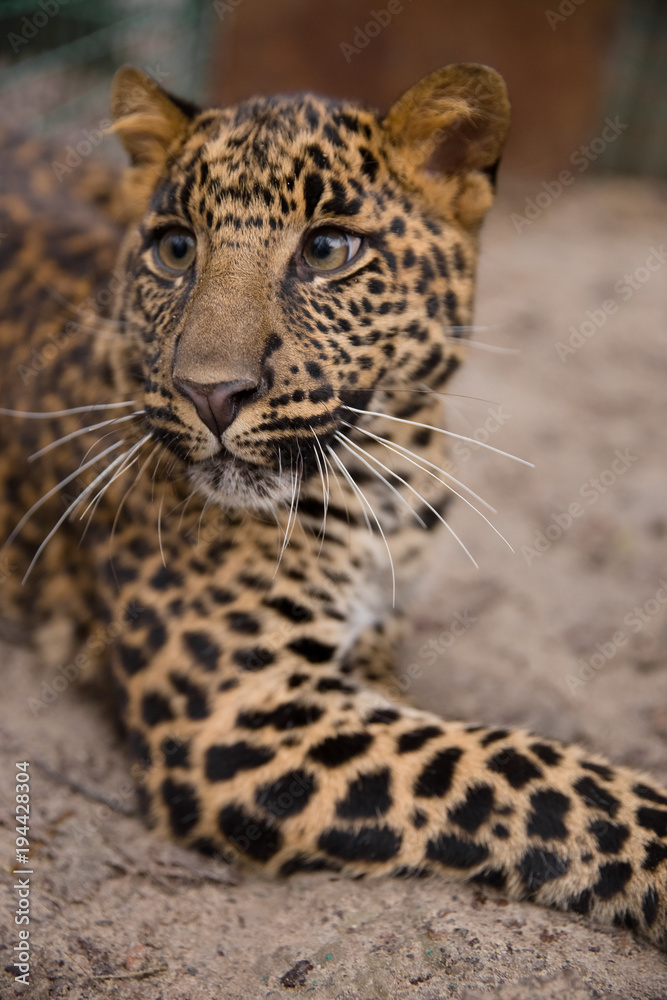 Naklejka premium Leopard