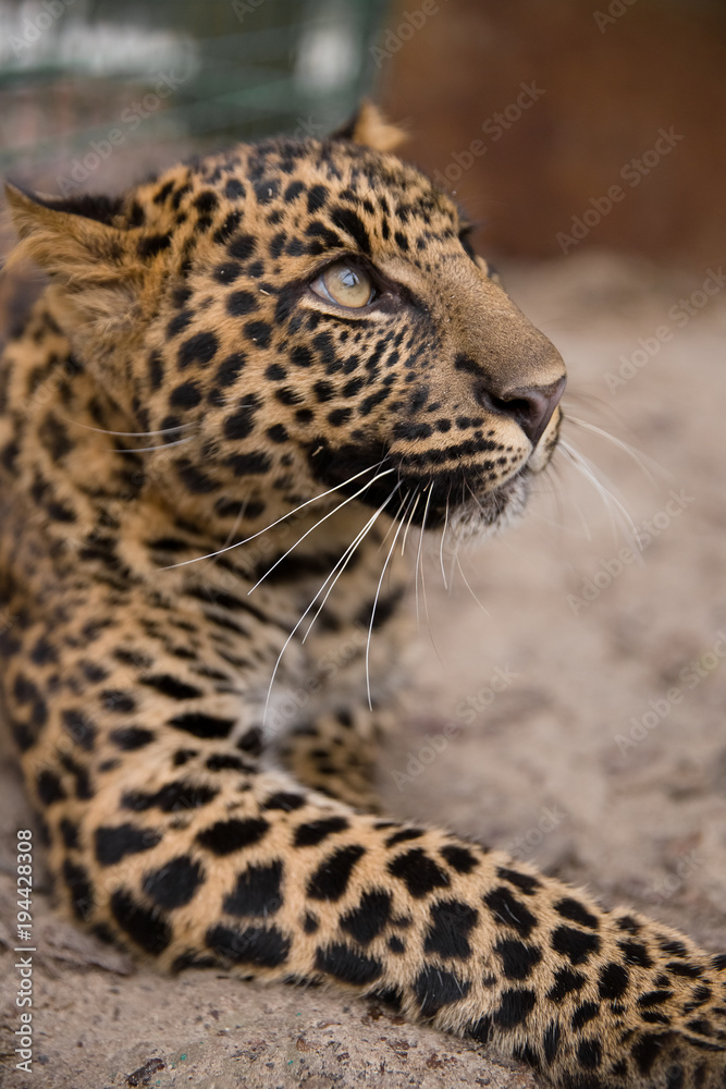 Leopard Leopard