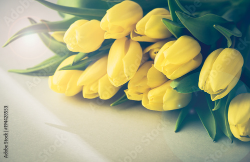 Beautiful Yellow Tulips on Blue Background  Beautiful Spring Flowers Background with Flowers Toned Photo