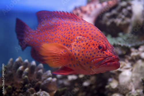 red coral grouper swims in the red sea