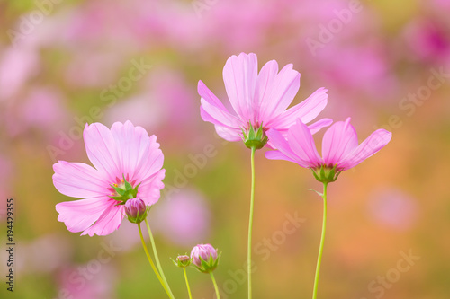 Cosmos flower field