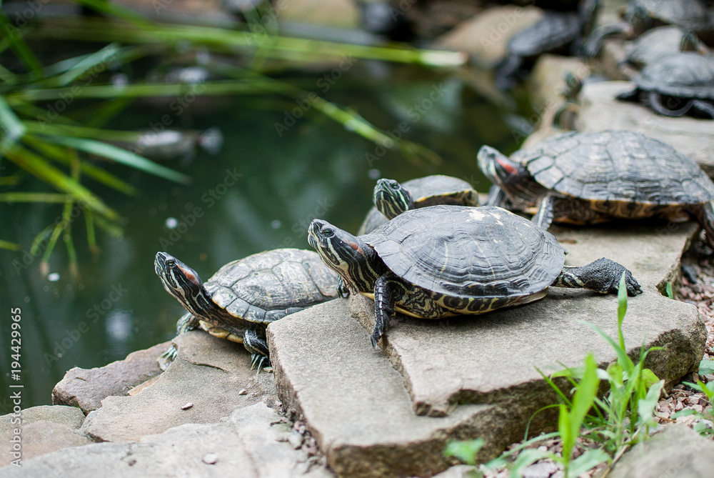 Obraz premium turtle