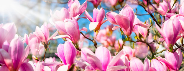 Keuken achterwand Magnolia Roze magnolia's bloeien in lente  © eyetronic