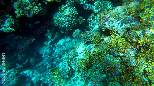 Fototapeta Naklejka Na Ścianę i Meble -  Underwater marine world