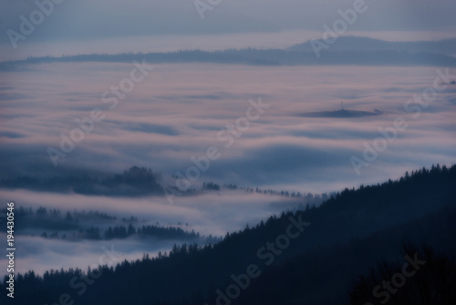 trees in a fog on the mountain © masik0553