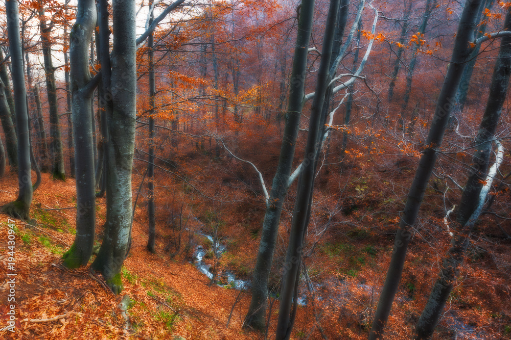 Beautiful autumn forest full of light