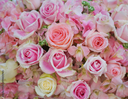 roses for background. pastel color style © fgnopporn